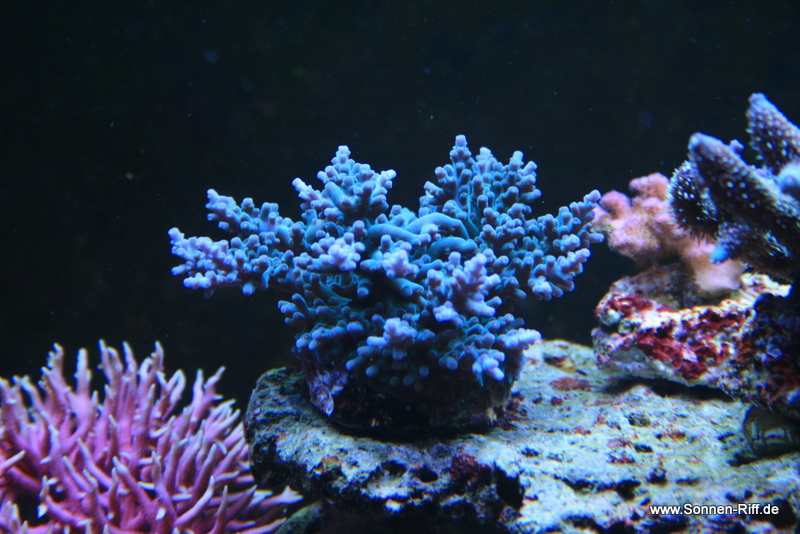 koralle-blau