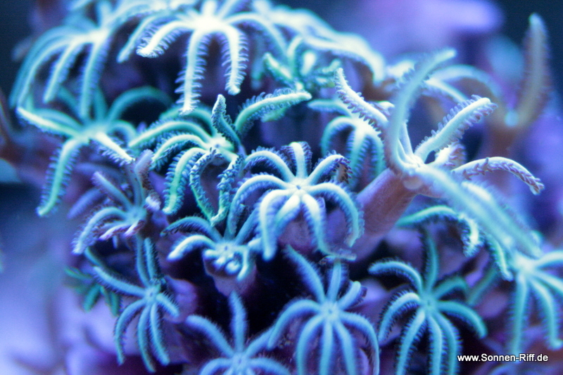 koralle-fischauge
