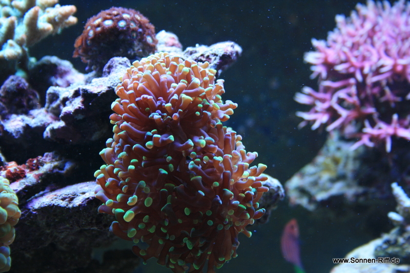 koralle-nah