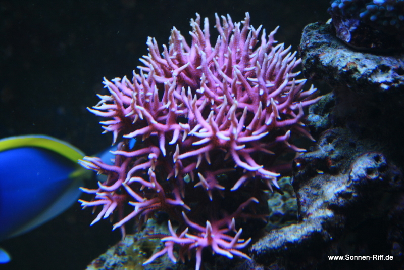 pinke-koralle-seriatopora